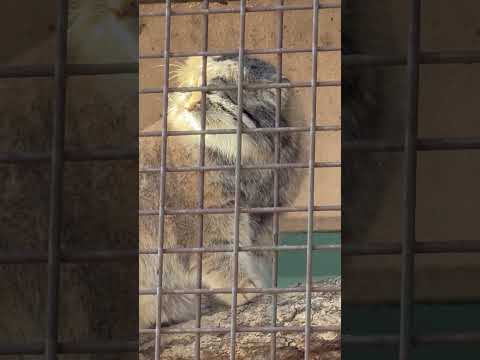 shorts イーリスくん振り返る　マヌルネコ　マヌルネコ　2025年12月27日 サムネイル