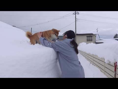 記録的大雪、雪山から降りられなくなった柴犬がママを呼びました サムネイル