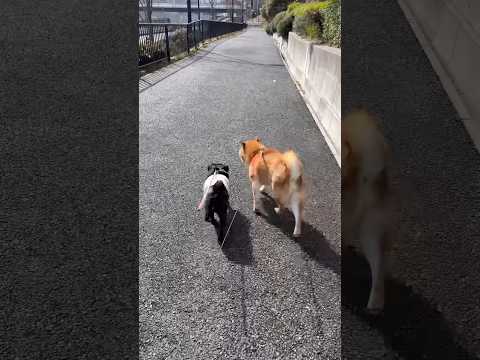 仲良しお散歩day🐶 dog 柴犬 パグ doggie shibainu walking 散歩 cutedog rou… サムネイル