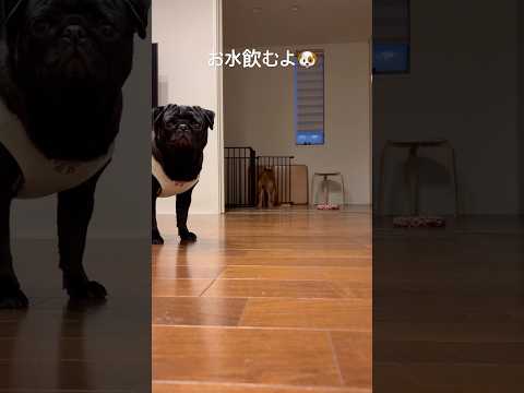 水飲んだよ🐶 dog 柴犬 doggie shibainu パグ pug cutedog shibadog water… サムネイル