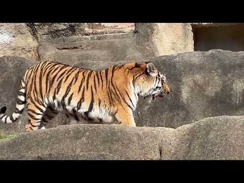 サーシャちゃんお疲れ様〜☺️ 今日はサーシャの日　アムールトラ　浜松市動物園にて　2026年2月14日 サムネイル