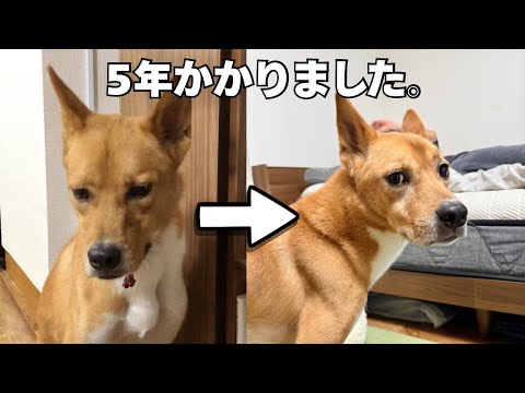「怖い」しかなかった雑種の保護犬 5年後の姿 サムネイル