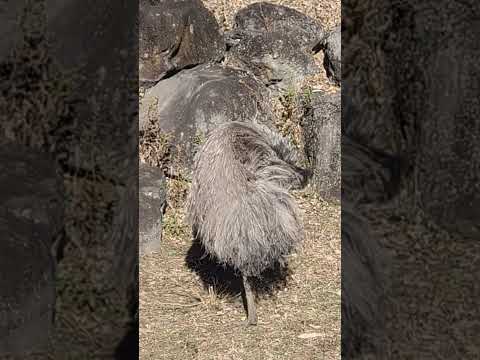 【よこはま動物園ズーラシア】まったり休憩中のエミュー🌞✨shorts サムネイル