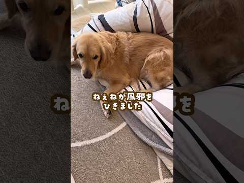 姉の看病してるつもりで邪魔してる犬 ゴールデンレトリバー 大型犬のいる生活 goldenretreiver 大型犬と子供 サムネイル
