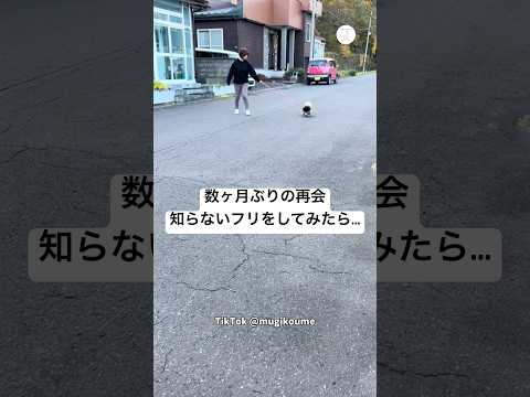 知らないフリをした結果　ペキニーズ　犬　いぬ　かわいい犬　犬のいる暮らし サムネイル