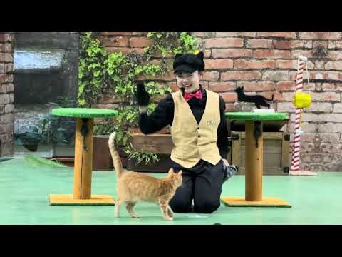 今日はMCおねえさんデビュー戦！いっぱい頑張りました！！ なかなか見れない猫によるショー ザ・キャッツ　那須どうぶつ王… サムネイル