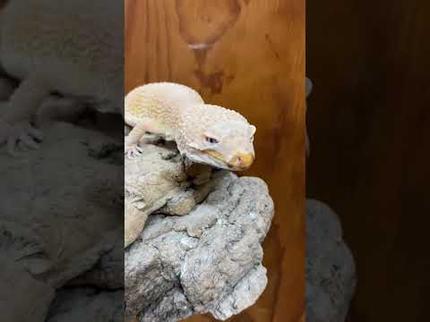 覆面レスラー現る！？shorts ヒョウモントカゲモドキ 脱皮 サムネイル