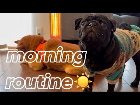 柴犬とパグのまったり朝のルーティン🐶 サムネイル