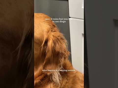 coming home to my golden retriever🥵goldenretreivers dog pup… サムネイル