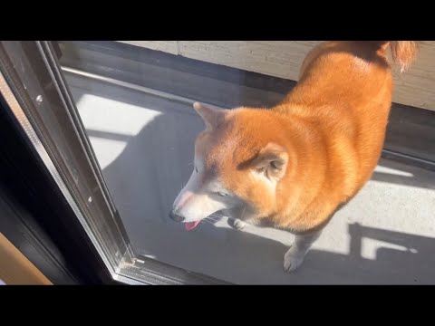 柴犬福 天サロ帰りの柴犬🤣Coming Shiba🤣 サムネイル