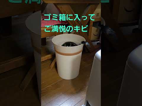 ゴミ箱に入ってチュールの残骸探す子猫のキビ cat kitten 猫 子猫 仔猫 子猫の体重 ibukikohaku… サムネイル