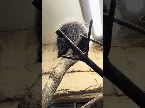 #shorts カナダヤマアラシ　那須どうぶつ王国　IMG 0113 サムネイル