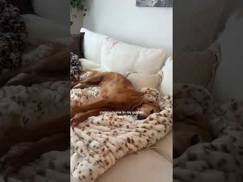 dog-tor coby to rescue🛟goldenpup puppy goldenpupppy dogbree… サムネイル