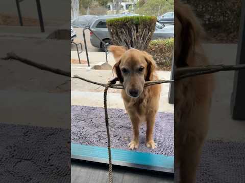 dog-tor coby to rescue🛟goldenpup puppy goldenpupppy dogbree… サムネイル