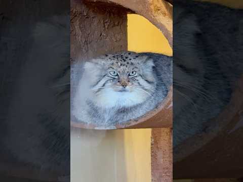 shorts イケメン顔したロータスくん　マヌルネコ　埼玉県こども動物自然公園にて　2026年3月7日 サムネイル