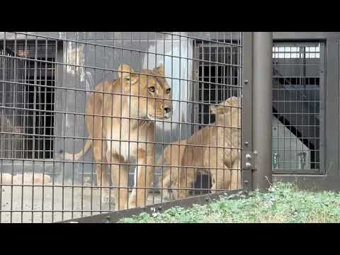 閉園時間1時間前のライオンファミリー　のんほいパークにて　2026年1月23日 サムネイル