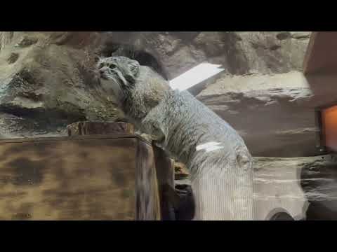 小獣館の閉館時間直前にガラス前をランウェイするクリョンくん　マヌルネコ　上野動物園にて　2026年2月6日 サムネイル