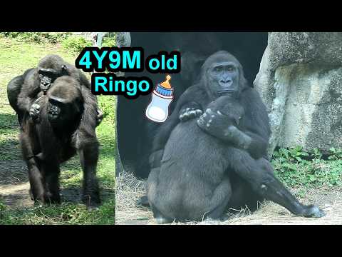 4Y9M old Gorilla Ringo had milk after lunch, ride on Iriki'… サムネイル