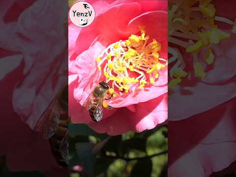 忙碌的蜜蜂採桃花蜜 bee collecting nectar 陽明山 士林花卉試驗中心 taipei camellia サムネイル