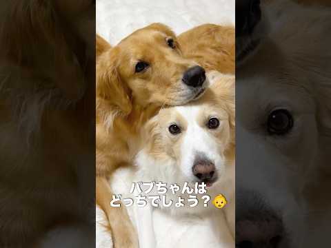 自分のことを子犬と思っている犬はどっちでしょう...??【ボーダーコリー・ゴールデンレトリバー】shorts サムネイル