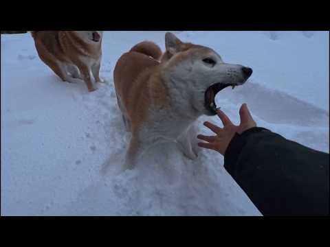 大きくなってもモモはモモ サムネイル