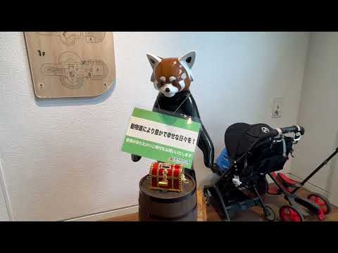 13 レッサーパンダの風太くん 誕生日セレモニー🎊　千葉市動物公園にて　2025年7月5日 サムネイル