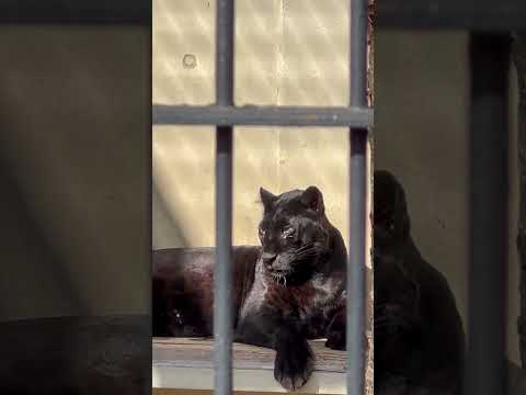 shorts お庭でお花見🌸クロヒョウさん　　浜松市動物園にて　2026年2月15日 サムネイル