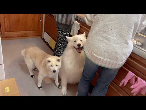極秘伝のカステラ作り中、美味しさの気配を察知して集まりだす柴犬とサモエドが可愛すぎました。 サムネイル