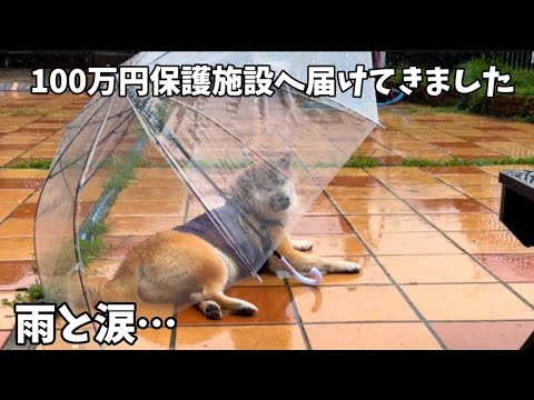 【100万円寄付】実は我が家の柴犬は過去超問題犬でした。包み隠さず話します サムネイル