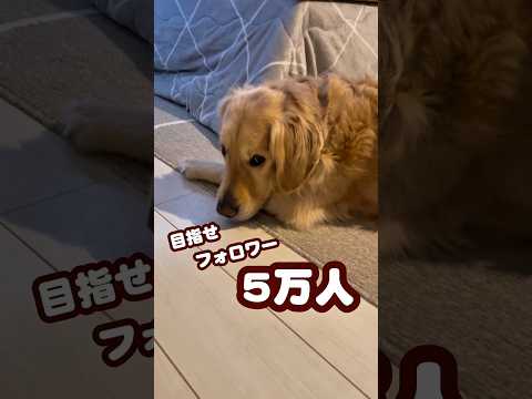 無謀な目標 ゴールデンレトリバー 大型犬のいる生活 goldenretreiver サムネイル
