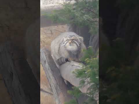 shorts 強風にも負けずナゴムくん　マヌルネコ　那須どうぶつ王国 サムネイル