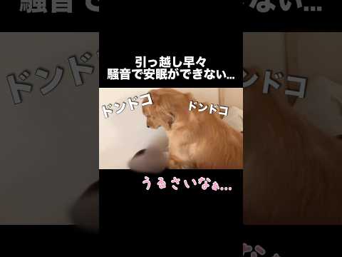 引っ越し早々、騒音がやば過ぎて眠れません...【ゴールデンレトリバー・猫】shorts サムネイル