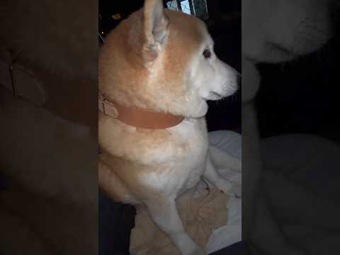 柴犬福 ドライブ前の柴犬🤣Shiba-Drive🤣shorts funny 柴犬 funnydog shibainu… サムネイル