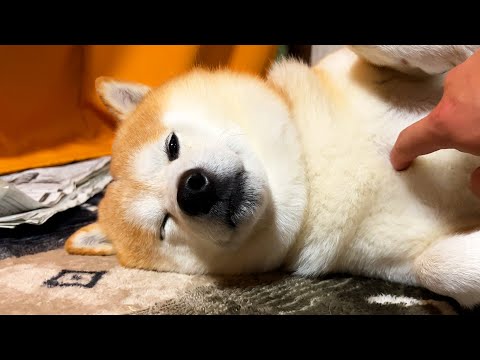 今にも眠りそうな柴犬がどこかかっこいい理由・・・ サムネイル