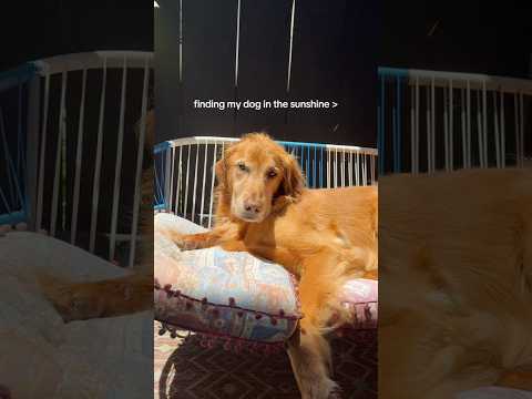 coming home to my golden retriever🥵goldenretreivers dog pup… サムネイル