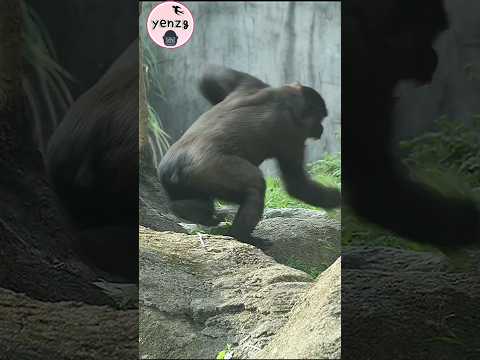 Gorilla Ringo突然衝過來大叫Jabali嚇一跳 gorillatag taipeizoo 金剛猩猩 台北市… サムネイル