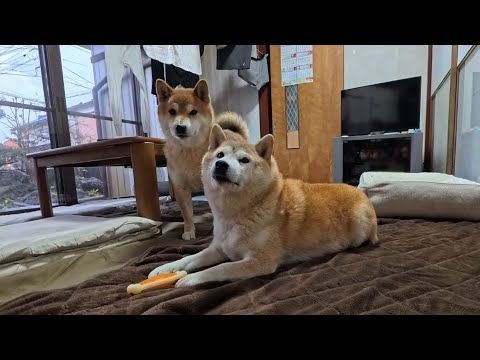 クッションの中身を全部出したのはだれですか？ サムネイル