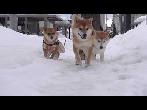 親孝行で実家の柴犬と散歩した結果…雪道で思わぬ事態に サムネイル