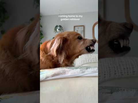 coming home to my golden retriever🥵goldenretreivers dog pup… サムネイル