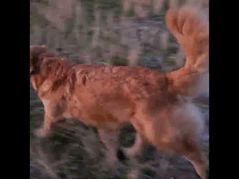 雪が溶けない気温氷点下でも元気なゴールデンレトリバー  ゴールデンレトリバー 大型犬のいる生活 癒し goldenre… サムネイル