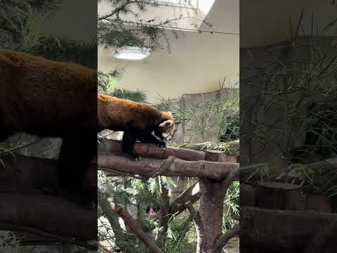 shorts レッサーパンダのジジくん　那須どうぶつ王国　IMG 7885 サムネイル