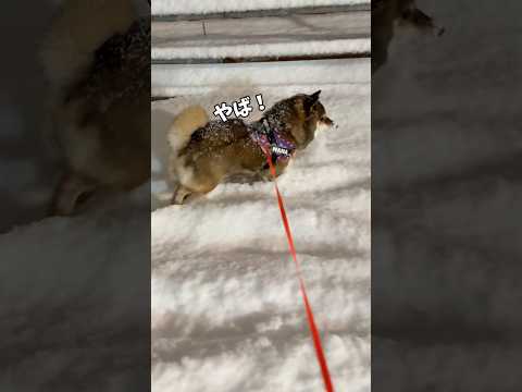 雪を楽しむ柴犬🐕急に思い出したこと・・・ サムネイル