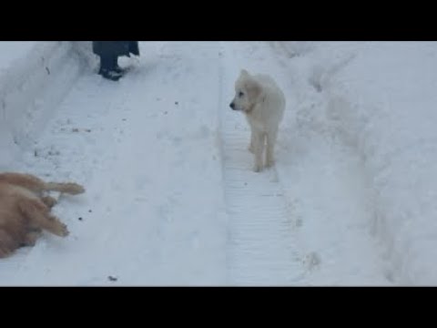 ミントの大冒険 がライブ配信中！ サムネイル