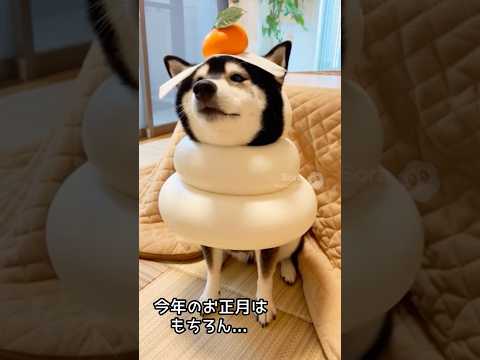 あけましておめでとう！気になる今年の柴犬のお正月の過ごし方とは？ サムネイル