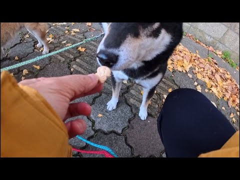 2025年12月25日(木) 散歩に真面目なカイくんに悪いことを教えようとする悪い大人 サムネイル