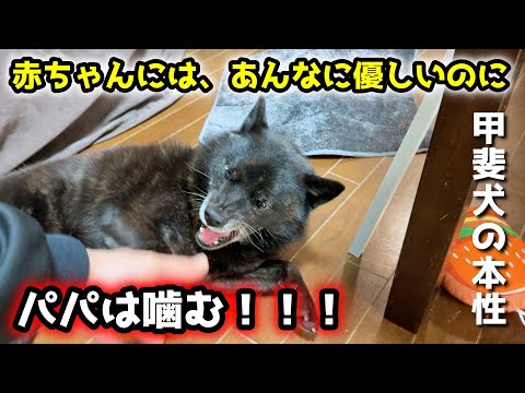 こちらが、甲斐犬の本性です。赤ちゃんは守る！パパは噛む・・・ サムネイル