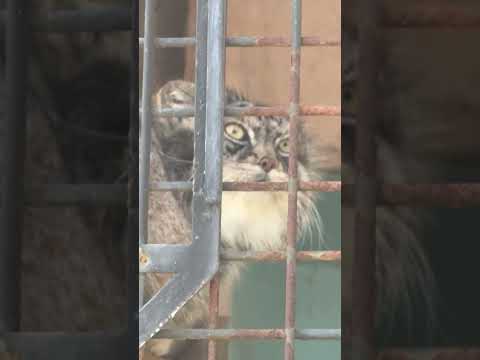 shorts イーリスくんの横顔　マヌルネコ　王子動物園にて　2025年12月27日 サムネイル