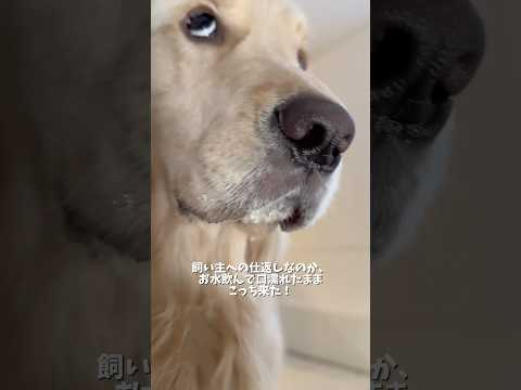 初めてお留守番前の散歩に行きそびれたんですけど、こんなに拗ねた麹を見たのは初めてでした😭よく聞かれるのですが、基本在宅… サムネイル