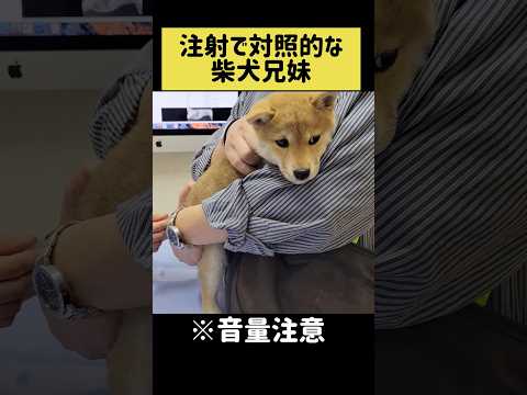 注射で対照的な柴犬兄妹 shibainu 柴犬 shorts サムネイル