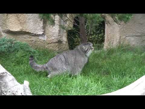 ポリーちゃん 何を追いかけているの～？　マヌルネコ　アジアの森　那須どうぶつ王国へ行って来ました！ 00129 サムネイル